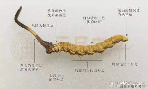 拉萨藏药批发市场在哪里-【拉萨中药材批发市场】拉萨市藏中药批发市场地址 - 拉萨市藏中药批发网